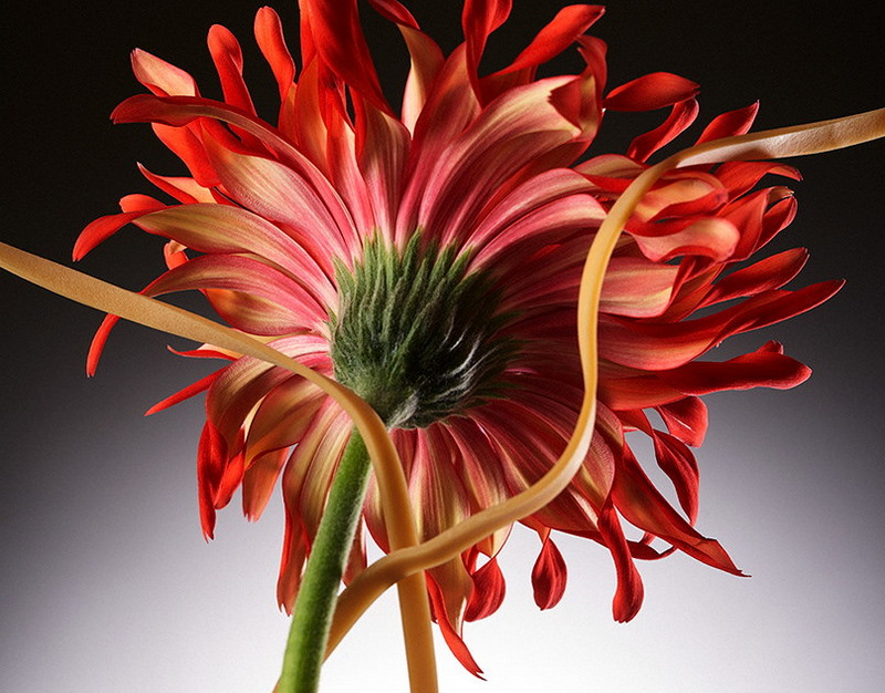 Хайди Клум, София Вергара, Эль Фаннинг и Мик Джаггер с молодой невестой на оскаровской вечеринке Vanity Fair